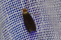 Cephimallota crassiflavella