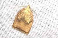 Acleris forsskaleana
