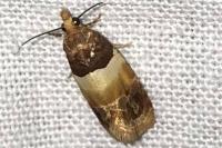 Epinotia festivana