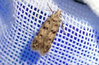 Bryotropha