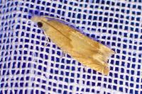 Eucosma conterminana