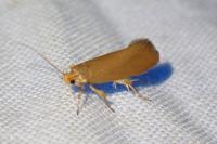 Crassa unitella