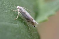 Phyllocnistis