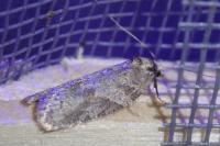 Eana incanana