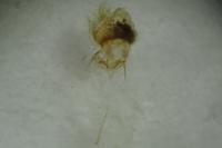 Eana incanana