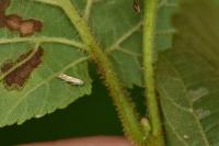 Phyllonorycter coryli
