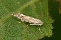 Phyllonorycter coryli