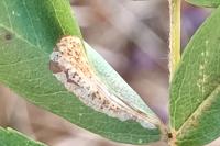 Phyllonorycter corylifoliella