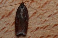 Acleris hyemana