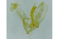 Parectopa ononidis