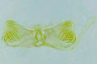 Tinagma ocnerostomella