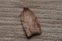 Acleris ferrugana