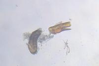Acleris ferrugana