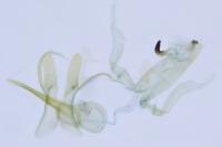 Aproaerema suecicella
