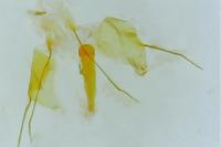 Scythris scopolella