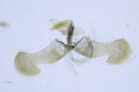 Dichrorampha plumbana