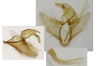 Pleurota pungitiella
