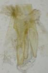 Chionodes distinctella