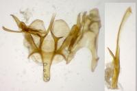 Sattleria melaleucella
