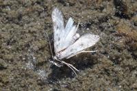 Sattleria melaleucella