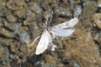 Sattleria melaleucella