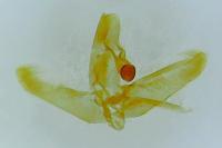 Elachista pigerella