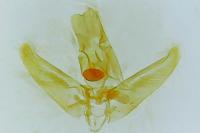 Elachista pigerella