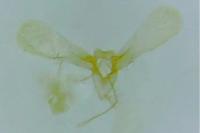 Phyllonorycter leucographella