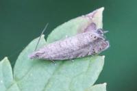 Dichrorampha velata