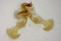 Dichrorampha velata