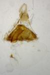 Dichrorampha incognitana