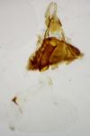 Dichrorampha incognitana