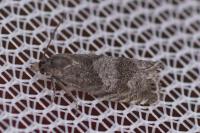 Dichrorampha forsteri