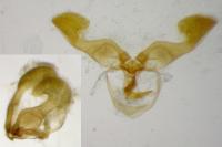 Dichrorampha forsteri
