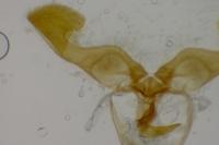 Dichrorampha forsteri
