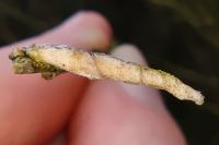 Coleophora calycotomella