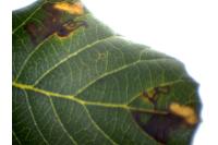 Ectoedemia heringella