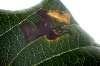 Ectoedemia heringella