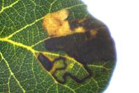 Ectoedemia heringella