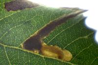 Stigmella suberivora