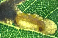 Stigmella suberivora