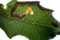 Stigmella suberivora