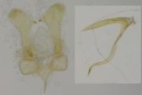 Parornix torquillella