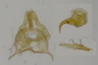 Infurcitinea albicomella