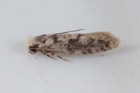 Infurcitinea albicomella