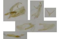 Apatema proteroclina