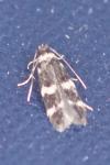Apatema proteroclina