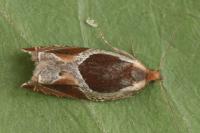 Ancylis unculana