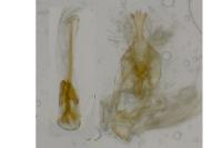 Alucita zonodactyla