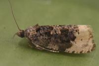 Hedya ochroleucana
